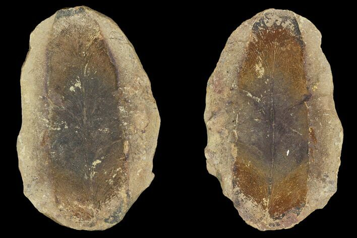 Fossil Neuropteris Seed Fern (Pos/Neg) - Mazon Creek #92270